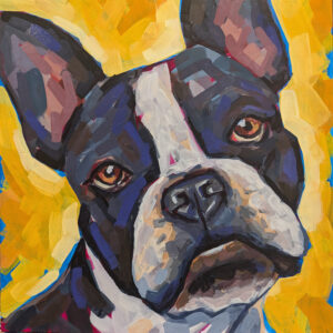 Billy the Boston Terrier